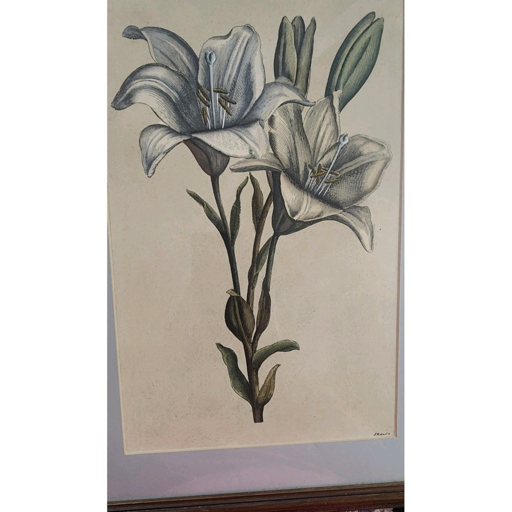 Antique 1660 Botanical Print Signed N Roberts Lilies Matted Wood Frame 15x20 Art